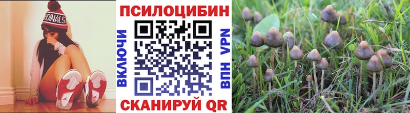Псилоцибиновые грибы Psilocybe  Петрозаводск 